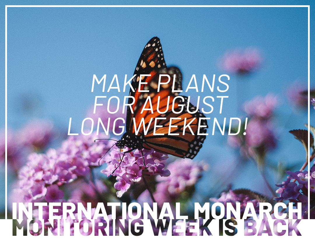 International Monarch Monitoring Week is back